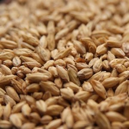 MALTS AND GRAINS - 2 ROW PALE ALE