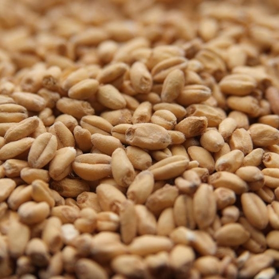 MALT AND GRAINS - WHEAT MALT